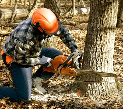 Tree Removal in Pine Mountain Club, CA